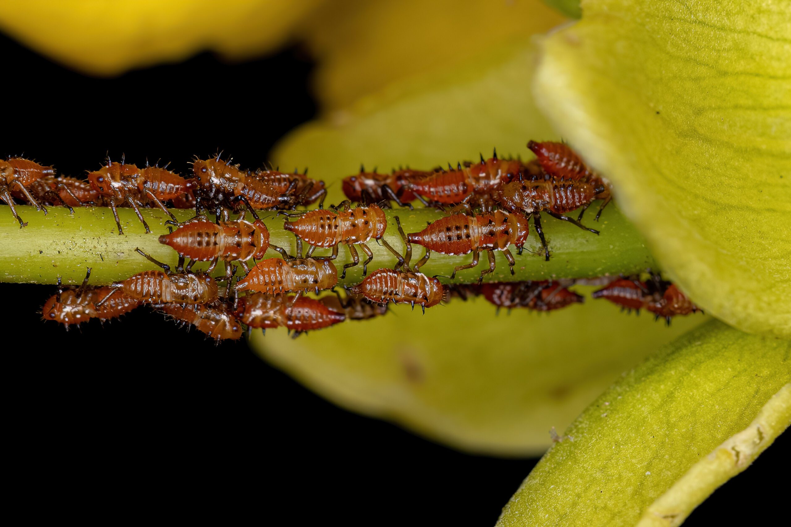 Adjuvants for Control of Insects