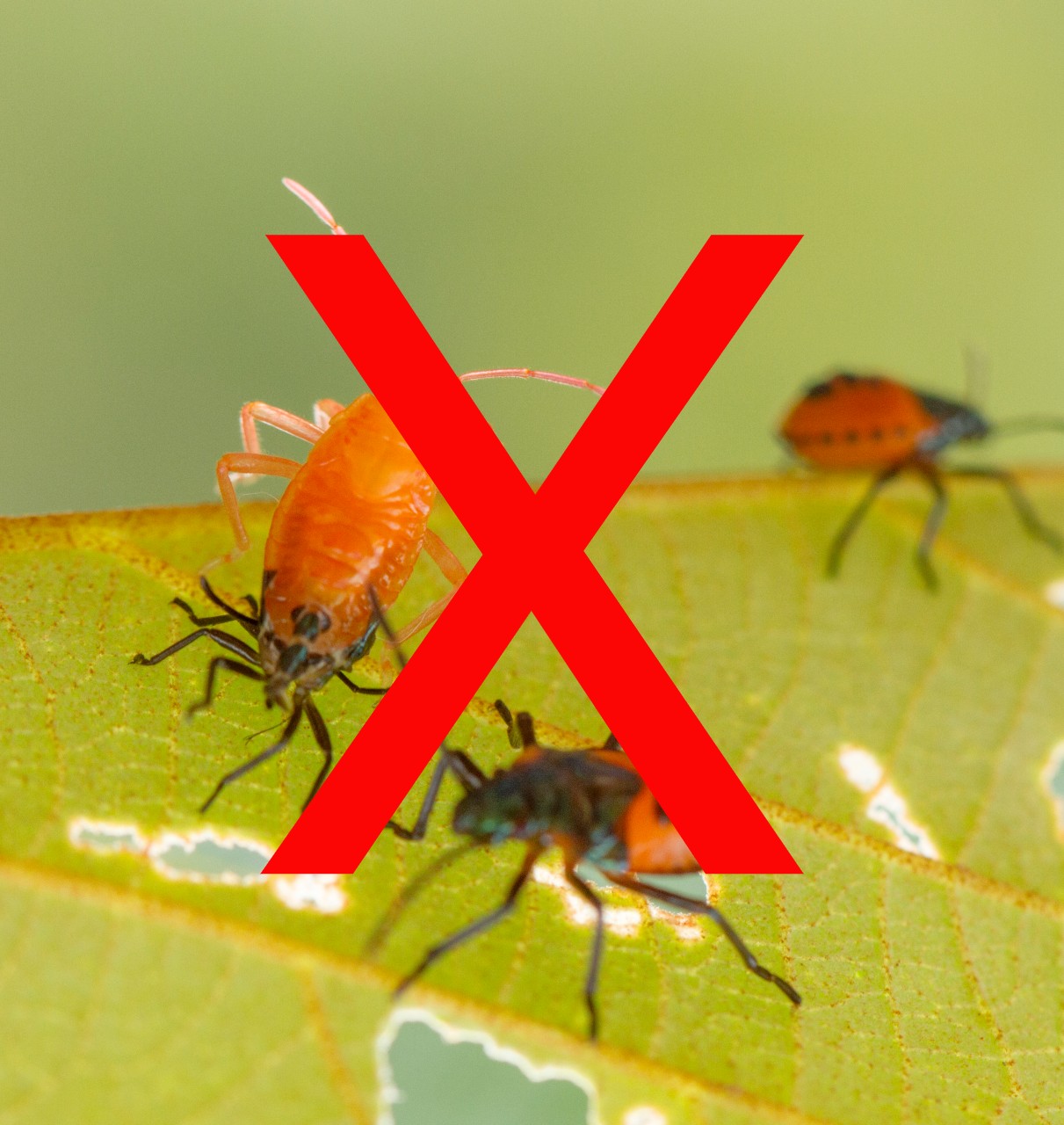 Adjuvants for Control of Insects
