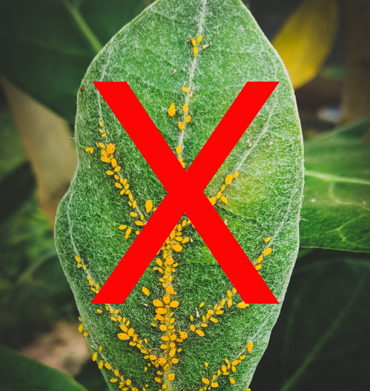 Adjuvants for Control of Insects